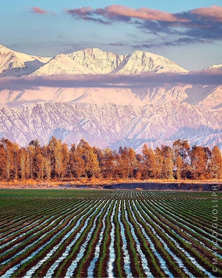 Mendoza viñedos verano